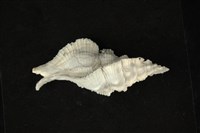 藏品(芭蕉螺)的圖片